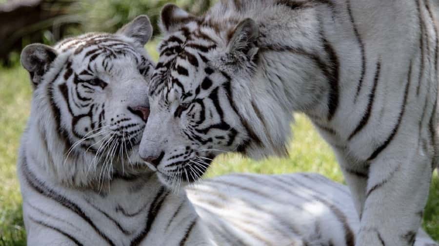 From Buenos Aires: Temaiken Zoo Tour with Ticket Included - What the guide and transport add