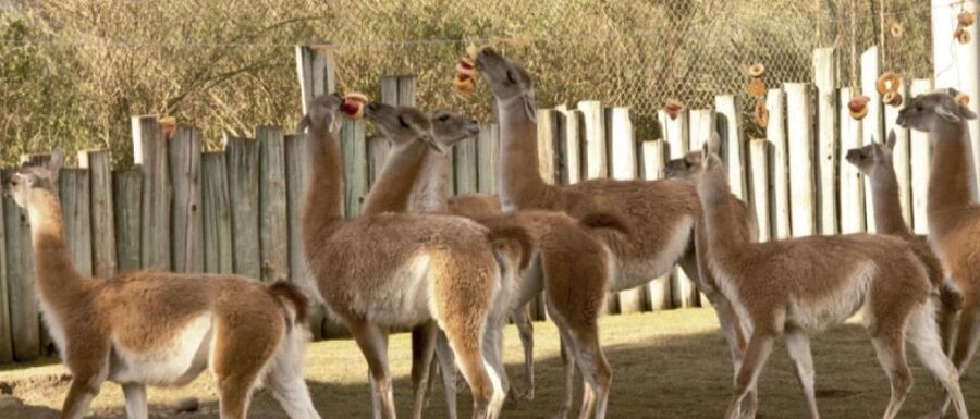 From Buenos Aires: Temaiken Zoo Tour with Ticket Included - Who will enjoy this half-day outing?