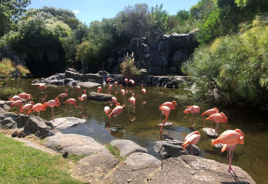 From Buenos Aires: Temaiken Zoo Tour with Ticket Included - Life in the Water: three Argentine worlds