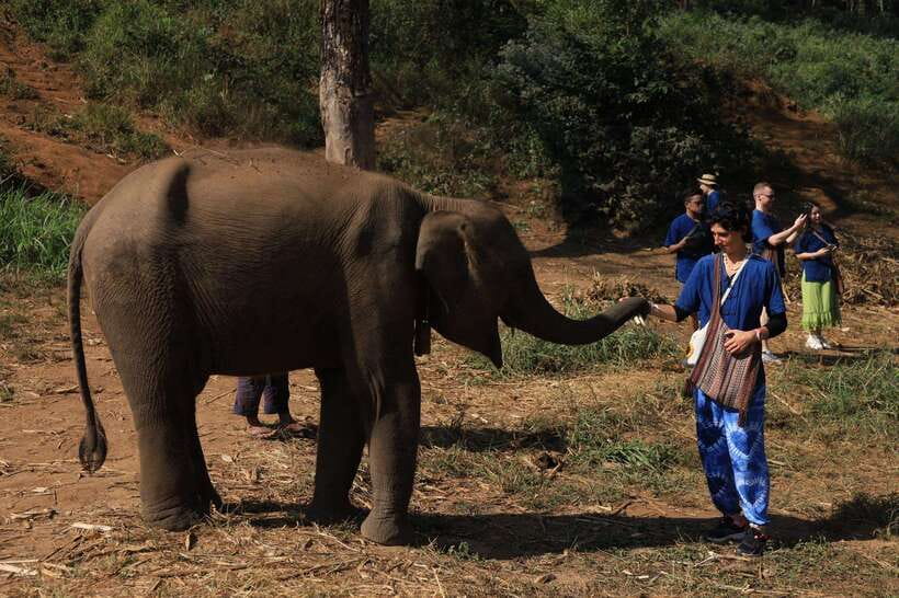 From Chiang Mai: Living Green Elephant Sanctuary Tour - Changing into northern clothing