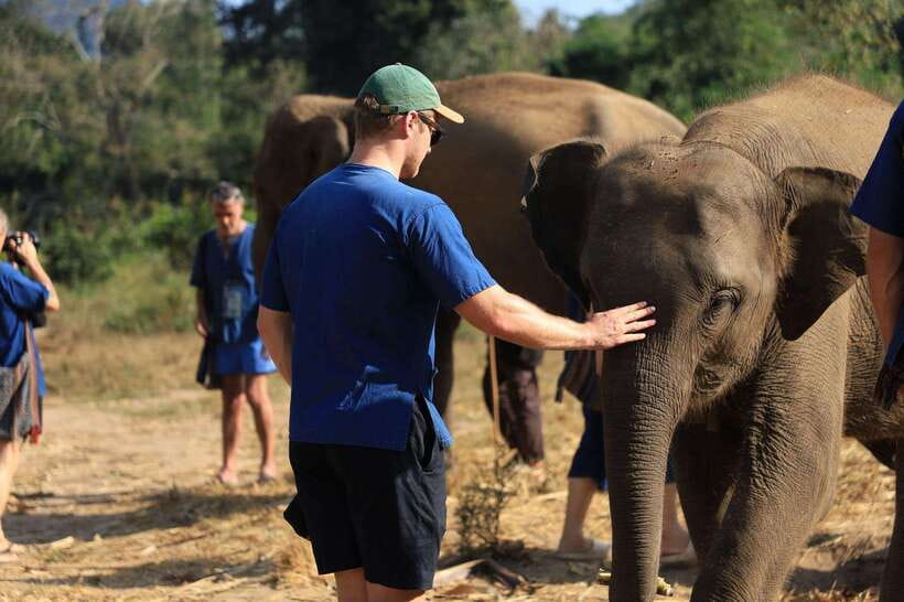 From Chiang Mai: Living Green Elephant Sanctuary Tour - What the half-day program gives you