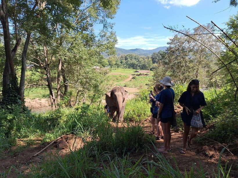 From Chiang Mai: Living Green Elephant Sanctuary Tour - Why the full-day program is worth considering