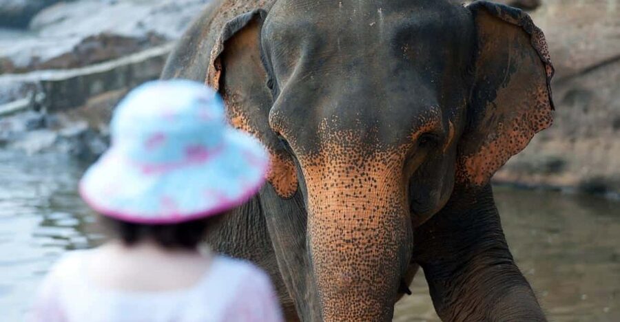 From Delhi: Taj Mahal, Agra Fort & Elephant Sanctuary Tour - The 6:00 AM ride from Delhi to Agra