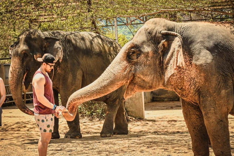 From Delhi: Taj Mahal, Agra Fort & Elephant Sanctuary Tour - Meeting rescued elephants at Wildlife SOS