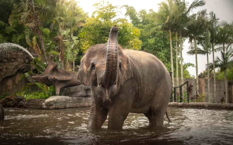 From Gold Coast : Australia Zoo Transfer and Entry Ticket - Why the wildlife hospital matters