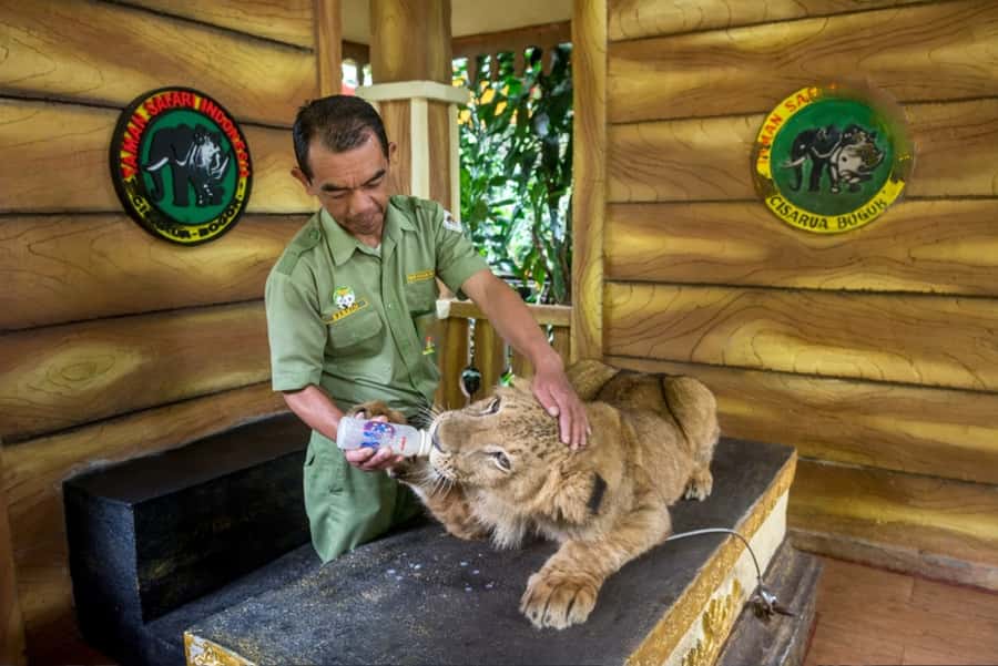 From Jakarta: Safari Park, Tea Plantation & Jaksa Waterfall - How traffic can shape the whole day