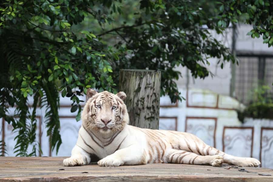 From Jakarta: Safari Park, Tea Plantation & Jaksa Waterfall - Should you book the Safari Park, Tea Plantation, and Jaksa Waterfall tour?