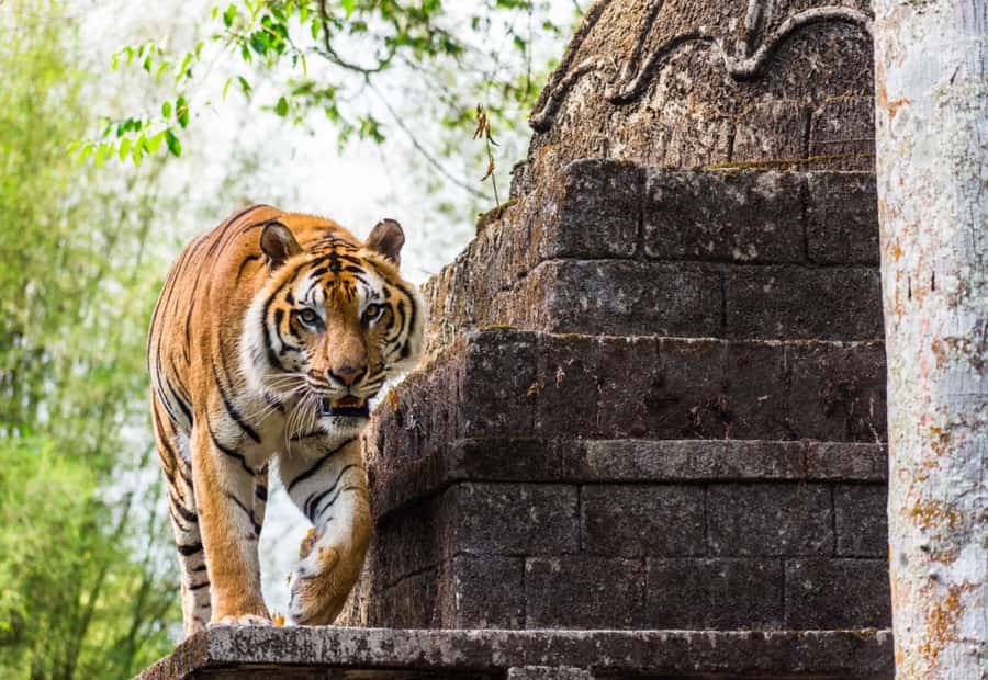 From Jakarta: Safari Park, Tea Plantation & Jaksa Waterfall - Taman Safari Bogor and its close animal encounters
