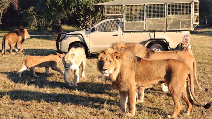 From Johannesburg: Lion & Safari Park Half-Day Tour - Key points to know before booking
