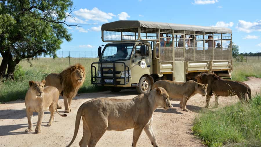 From Johannesburg: Lion & Safari Park Half-Day Tour - A practical safari close to Johannesburg