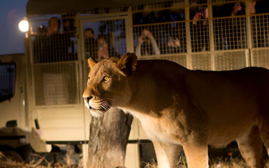 From Johannesburg: Lion & Safari Park Half-Day Tour - Entering Lion and Safari Park