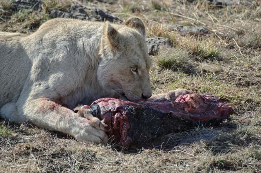From Johannesburg: Lion & Safari Park Half-Day Tour - Morning or afternoon: choose with care