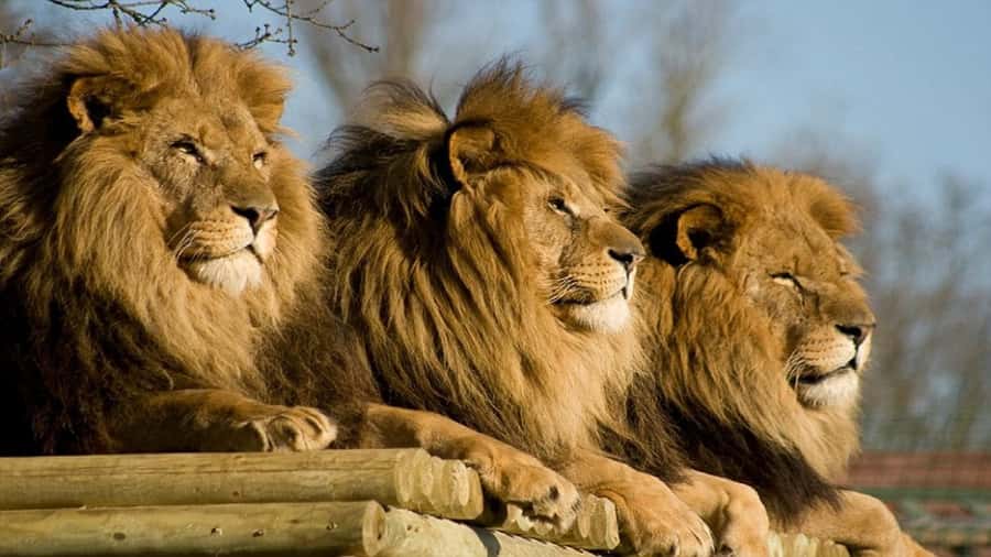 From Johannesburg: Lion & Safari Park Half-Day Tour - How wild is the experience?