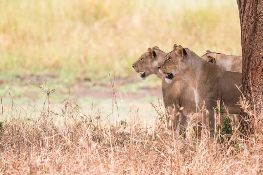 From Johannesburg: Lion & Safari Park Half-Day Tour - Is $167 good value?
