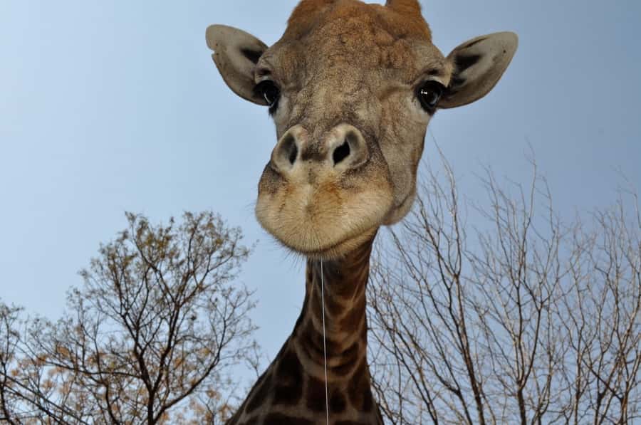 From Johannesburg: Lion & Safari Park Half-Day Tour - Who should book this tour?