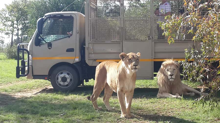 From Johannesburg: Lion & Safari Park Half-Day Tour - Hotel pickup and the 45-minute drive