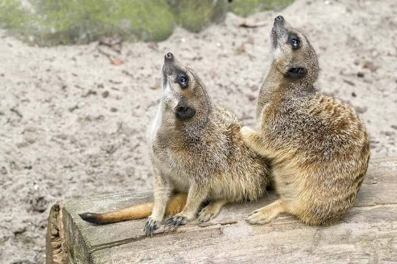 From Krakow: Zoo Trip with Private Luxury Transfer - Krakow Zoo in the middle of Wolski Forest