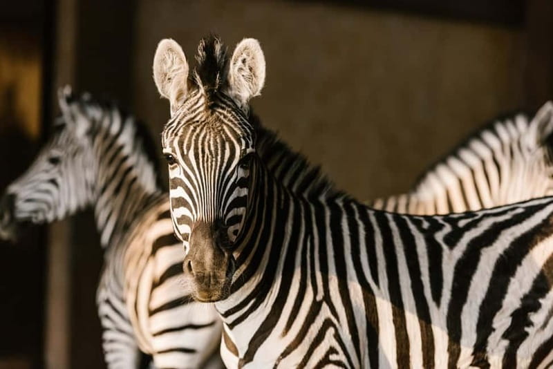 From Krakow: Zoo Trip with Private Luxury Transfer - What you see among the 270 species