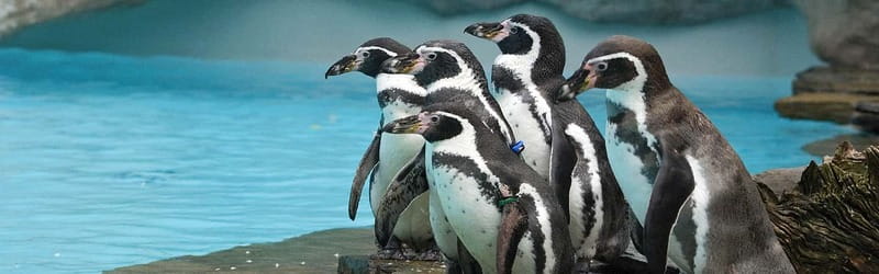 From Krakow: Zoo Trip with Private Luxury Transfer - Two hours to walk at your own pace