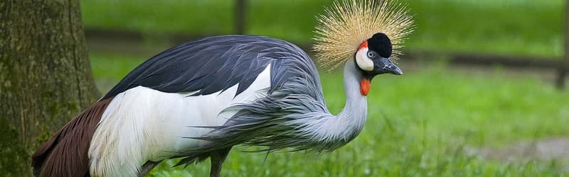 From Krakow: Zoo Trip with Private Luxury Transfer - Is the private luxury transfer worth $102?