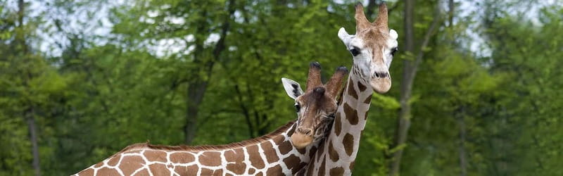 From Krakow: Zoo Trip with Private Luxury Transfer - Who will enjoy this Krakow outing most?