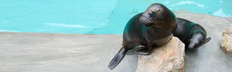 From Krakow: Zoo Trip with Private Luxury Transfer - Practical details that affect the day