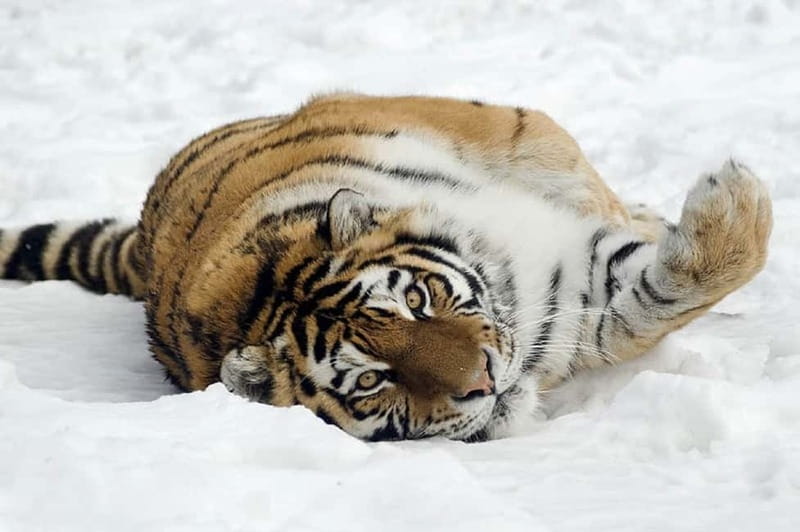 From Krakow: Zoo Trip with Private Luxury Transfer - Should you book the Krakow Zoo transfer?