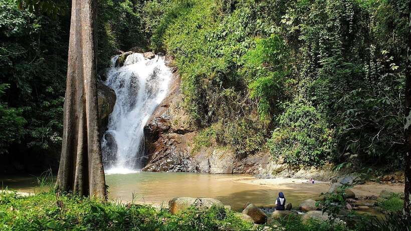 From Kuala Lumpur: Elephant Sanctuary Guided Tour - Why the elephants are the heart of the experience