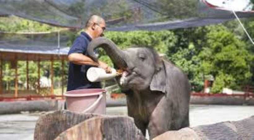 From Kuala Lumpur: Elephant Sanctuary Guided Tour - Cooling off beneath the Pahang waterfall