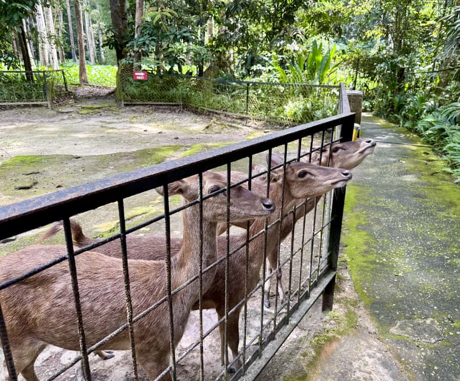 From Kuala Lumpur: Kuala Gandah Elephant Sanctuary Day Trip - Kuala Gandah is the real reason to go