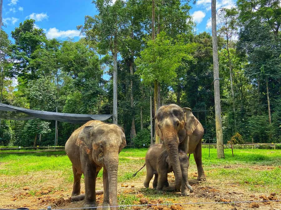 From Kuala Lumpur: Kuala Gandah Elephant Sanctuary Day Trip - What happens at Deerland Park