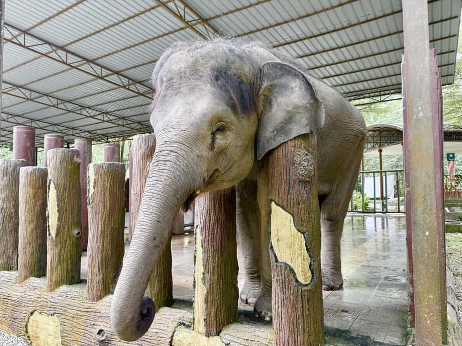 From Kuala Lumpur: Kuala Gandah Elephant Sanctuary Day Trip - Batu Caves in a short half-hour stop