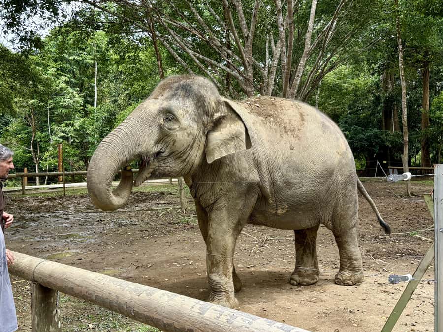 From Kuala Lumpur: Kuala Gandah Elephant Sanctuary Day Trip - Lunch and what the $57 price covers