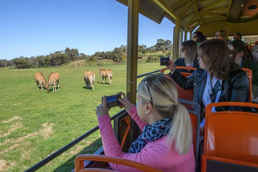 From Melbourne: Werribee Open Range Zoo & Werribee Mansion - Key points to know before booking