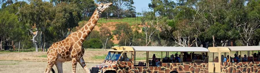 From Melbourne: Werribee Open Range Zoo & Werribee Mansion - Exploring the zoo at your own pace