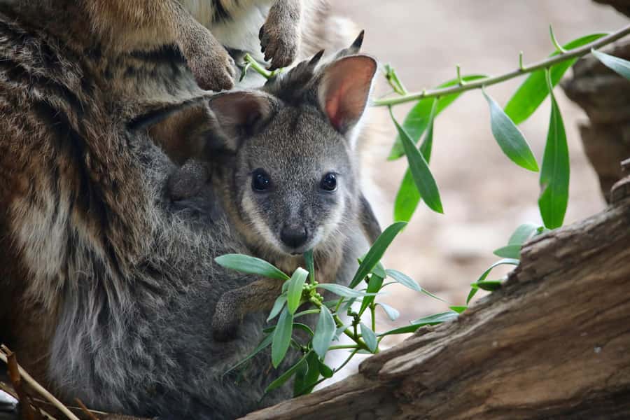 From Melbourne: Werribee Open Range Zoo & Werribee Mansion - What the guide adds to the day