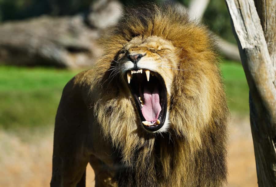 From Melbourne: Werribee Open Range Zoo & Werribee Mansion - Is $102 good value?