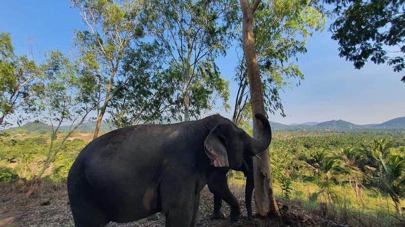 From Pattaya: Living Green Elephant Sanctuary Day Trip - Key points at a glance