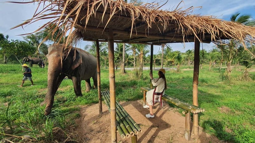 From Pattaya: Living Green Elephant Sanctuary Day Trip - Why this sanctuary feels different
