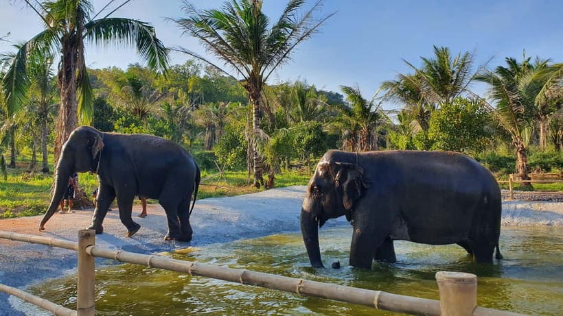 From Pattaya: Living Green Elephant Sanctuary Day Trip - Feeding them safely and watching natural behavior