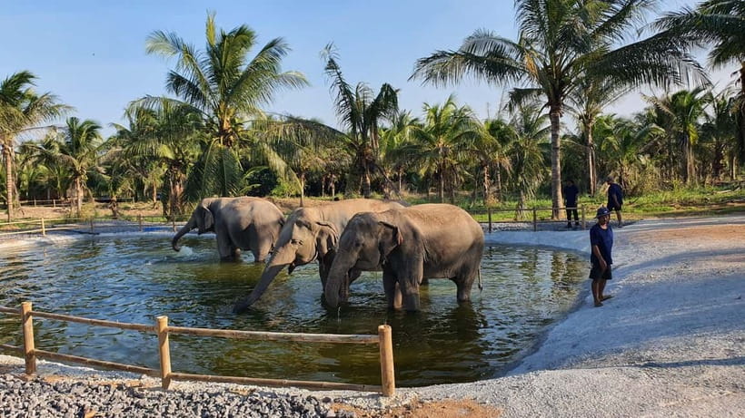 From Pattaya: Living Green Elephant Sanctuary Day Trip - Pad Thai, watermelon, and a needed break