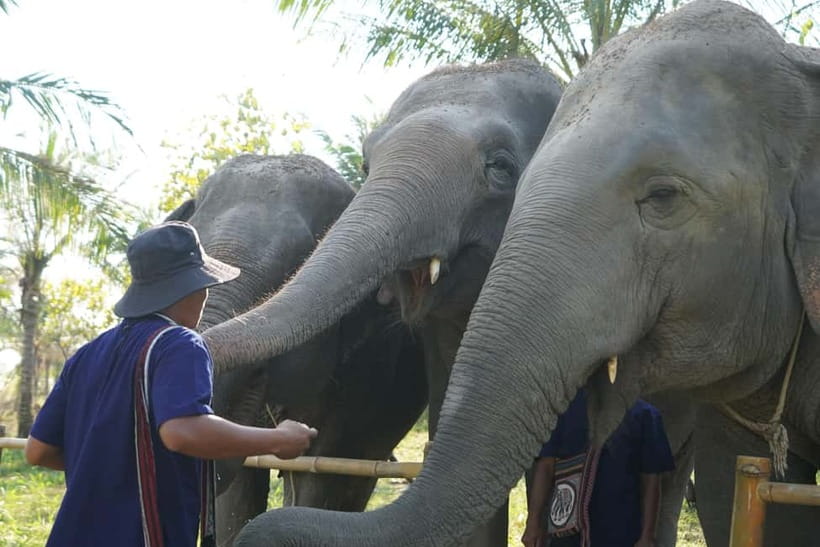 From Pattaya: Living Green Elephant Sanctuary Day Trip - Who should book this day trip?