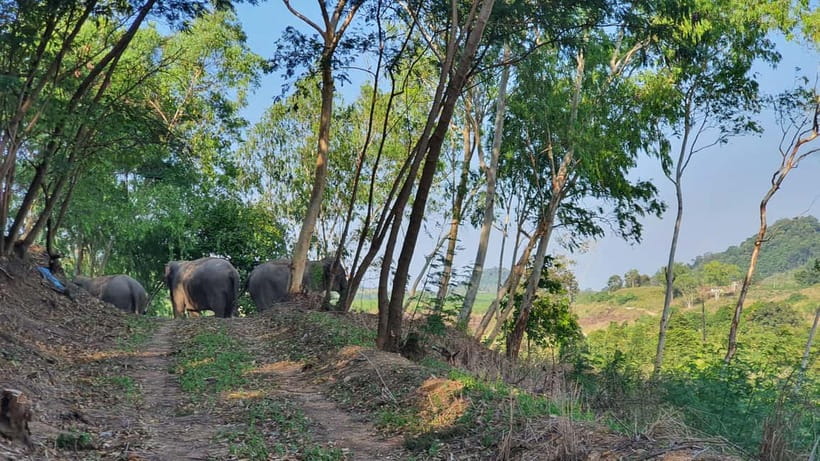 From Pattaya: Living Green Elephant Sanctuary Day Trip - From Pattaya to the sanctuary