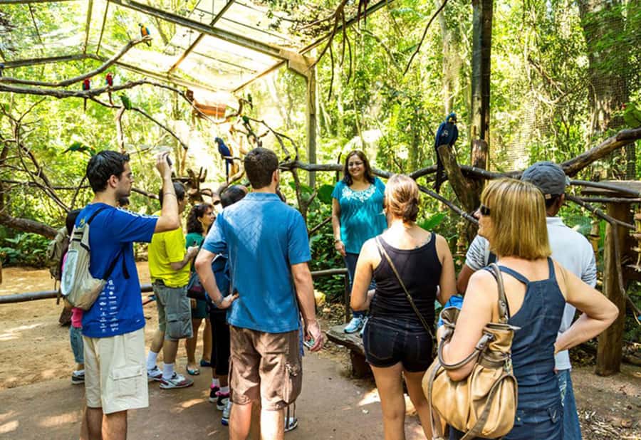 From Puerto Iguazú: Brazilian Bird Park Tour with Tickets - Why arriving early makes sense