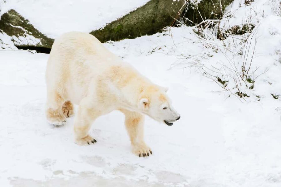 From Rovaniemi: Family Friendly Visit to Ranua Wildlife Park - Key things to know before you book