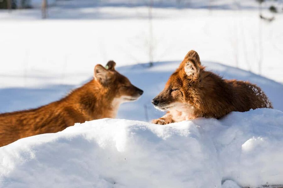 From Rovaniemi: Family Friendly Visit to Ranua Wildlife Park - Polar bears, Arctic foxes, and otters