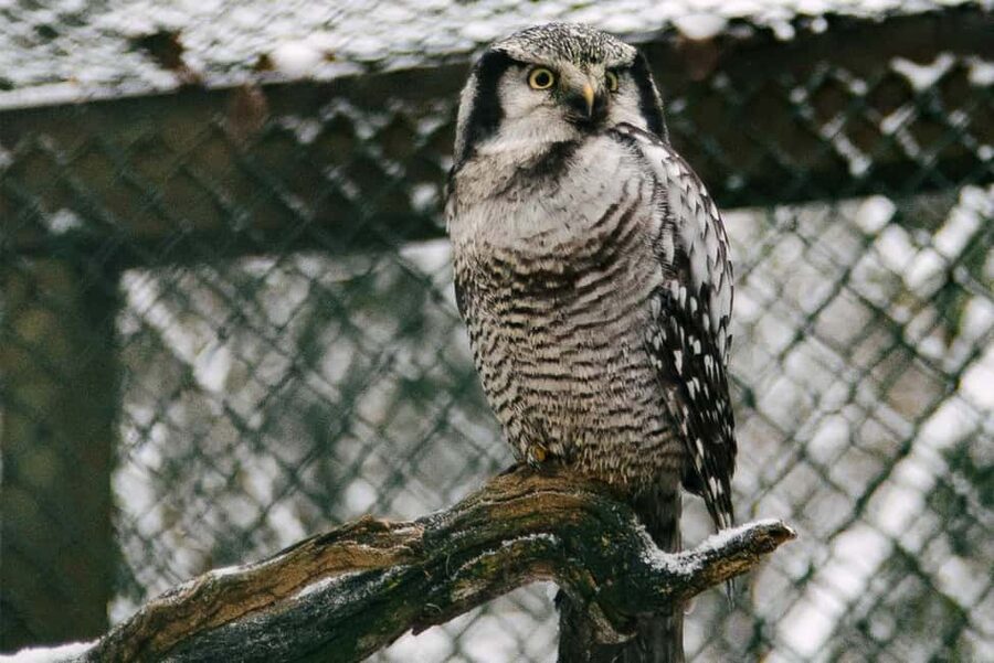 From Rovaniemi: Family Friendly Visit to Ranua Wildlife Park - Family appeal, and where the outing may test patience
