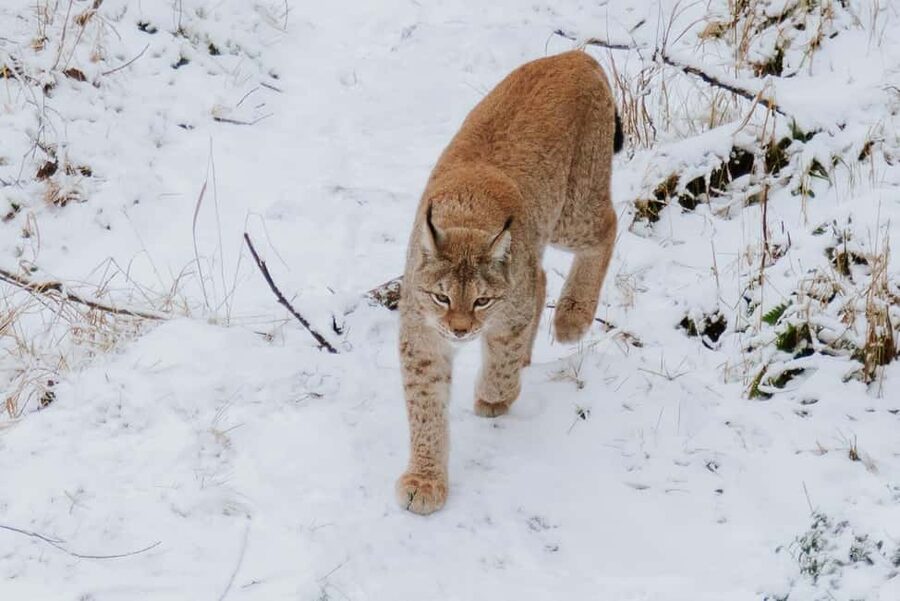 From Rovaniemi: Family Friendly Visit to Ranua Wildlife Park - The 1.5-hour drive from Rovaniemi