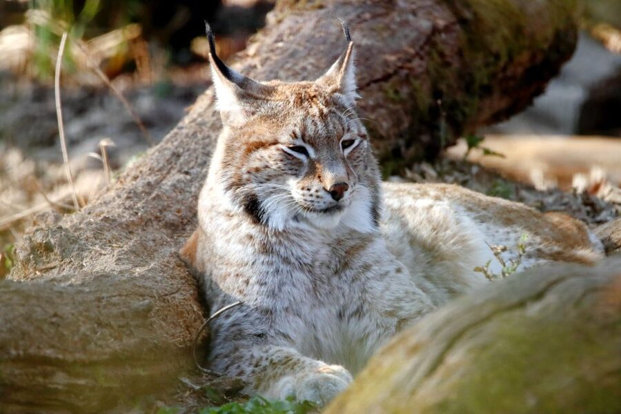 From Rovaniemi: Ranua Arctic Zoo with Entry Ticket - Key points to know before you book
