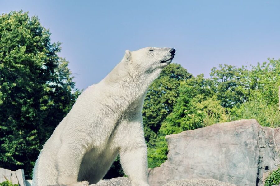 From Rovaniemi: Ranua Arctic Zoo with Entry Ticket - Who will enjoy this six-hour outing most?